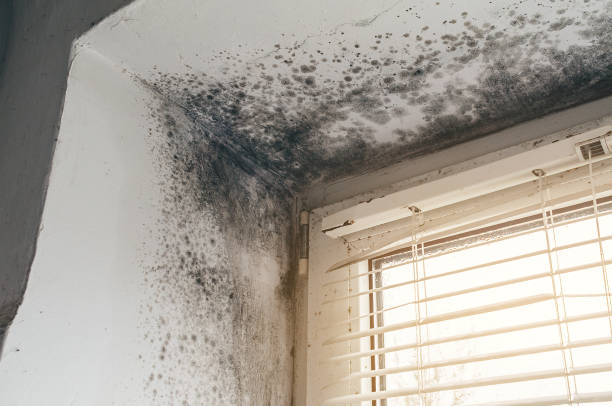 Affordable Mold Cleanup solutions in Cross Junction, VA