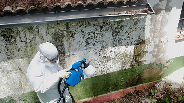 Trusted Mold Removal service in Cross Junction, VA - Cheap Mold Removal